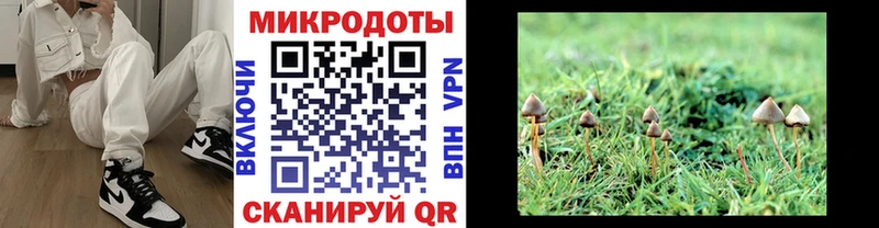 где можно купить   Гурьевск  Псилоцибиновые грибы мицелий 